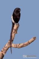 Eksterklauwier, African Long Tailed Shrike or Makpie Shrike, Corvinella Melanoleuca