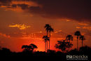 Afrikaanse zonsondergang, African Sunset, Occasus