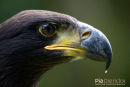 Amerikaanse zeearend,American Bold Eagle,Haliaeetus Leucocephalus