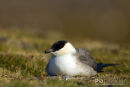 Kleine Jager, Arctic Skua, Stercorarius Parasiticus