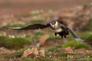 Kleine Jager, Arctic Skua, Stercorarius Parasiticus