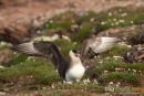 Kleine Jager, Arctic Skua, Stercorarius Parasiticus