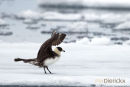 Kleine Jager, Arctic Skua, Stercorarius Parasiticus