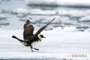 Kleine Jager, Arctic Skua, Stercorarius Parasiticus