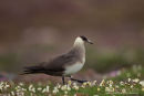 Kleine Jager, Arctic Skua, Stercorarius Parasiticus