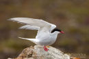 Noorse Tern, Arctic Terns, Sterna Paradisaea