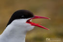 Noorse Tern, Arctic Terns, Sterna Paradisaea