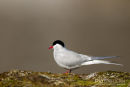 Noorse Tern, Arctic Terns, Sterna Paradisaea