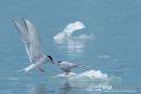 Noorse Tern, Arctic Terns, Sterna Paradisaea