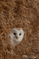 Kerkuil,Barn Owl,Tyto Alba