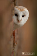 Kerkuil,Barn Owl,Tyto Alba