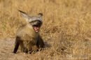 Grootoorvos, Bat-Eared Fox, Otocyon Megalotis