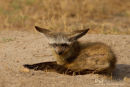 Grootoorvos, Bat-Eared Fox, Otocyon Megalotis