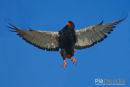 Bateleur,Bateleur,Terathopius Ecaudatus