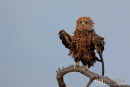Bateleur, Bateleur, Terathopius Ecaudatus
