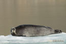 Baardrob, Bearded Seal, Erignathus Barbatus