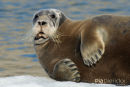 Baardrob, Bearded Seal, Erignathus Barbatus