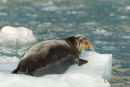 Baardrob, Bearded Seal, Erignathus Barbatus