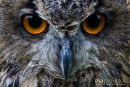 Bengaalse Oehoe,Bengalese Eagle-Owl,Bubo Bengalensis