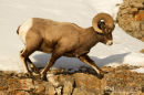 Dikhoornschaap, Bighorn sheep, Ovis Canadensis