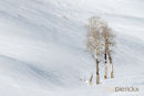 Berkenbomen, Birchen Trees, Betula