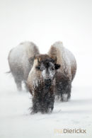 Amerikaanse Bizon, American Bison, Bison Bison