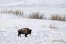Amerikaanse Bizon, American Bison, Bison Bison