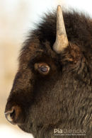 Amerikaanse Bizon, American Bison, Bison Bison