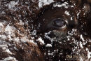 Amerikaanse Bizon, American Bison, Bison Bison