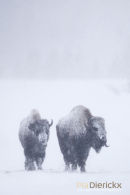 Amerikaanse Bizon, American Bison, Bison Bison