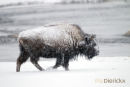Amerikaanse Bizon, American Bison, Bison Bison