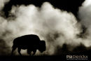 Amerikaanse Bizon, American Bison, Bison Bison