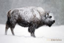 Amerikaanse Bizon, American Bison, Bison Bison