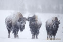 Amerikaanse Bizon, American Bison, Bison Bison