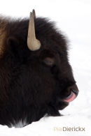 Amerikaanse Bizon, American Bison, Bison Bison