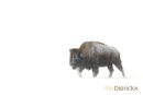 Amerikaanse Bizon, American Bison, Bison Bison