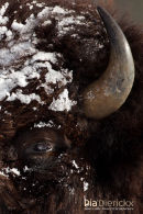 Amerikaanse Bizon, American Bison, Bison Bison