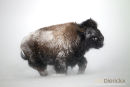 Amerikaanse Bizon, American Bison, Bison Bison
