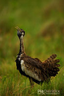 Afrikaanse zwartbuiktrapgans,Black-Bellied Bustard,Lissotis Melanogaster