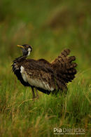 Afrikaanse zwartbuiktrapgans,Black-Bellied Bustard,Lissotis Melanogaster