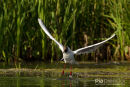 Kokmeeuw, Black-headed Gull, Chroicocephalus Ridibundus