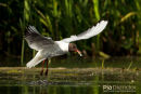 Kokmeeuw, Black-headed Gull, Chroicocephalus Ridibundus