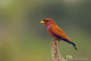 Breedbekscharrelaar, Broadbilled Roller, Eurystomus Glaucurus