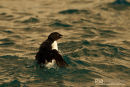 Kortbekzeekoet, Brünnich's Guillemot, Uria Lomvia