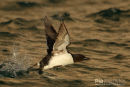 Kortbekzeekoet, Brünnich's Guillemot, Uria Lomvia