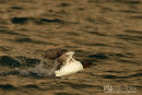 Kortbekzeekoet, Brünnich's Guillemot, Uria Lomvia
