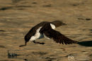 Kortbekzeekoet, Brünnich's Guillemot, Uria Lomvia
