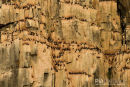 Kortbekzeekoet kolonie, Brünnich's Guillemot Colony, Uria Lomvia