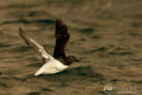 Kortbekzeekoet, Brünnich's Guillemot, Uria Lomvia