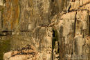 Kortbekzeekoet kolonie, Brünnich's Guillemot Colony, Uria Lomvia